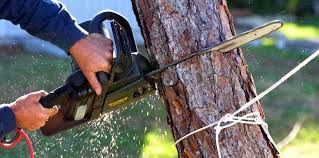 Tree and Shrub Care in Piedmont, SD