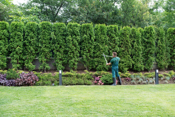 Professional  Tree Services in Piedmont, SD