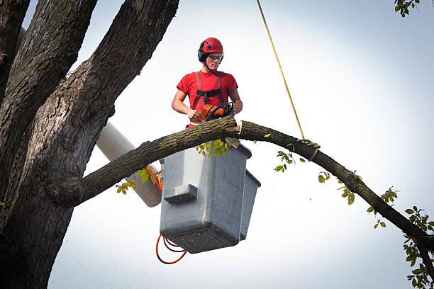 Best Tree Trimming and Pruning  in Piedmont, SD